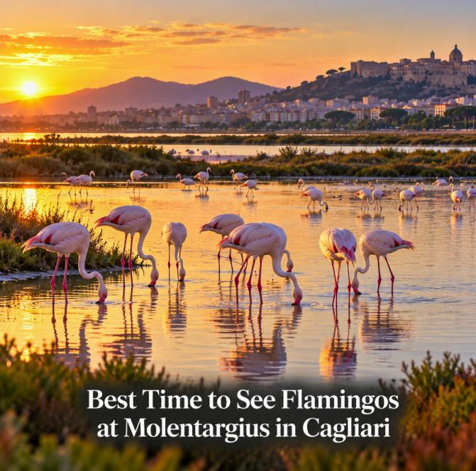 Best Time to See Flamingos at Molentargius in Cagliari