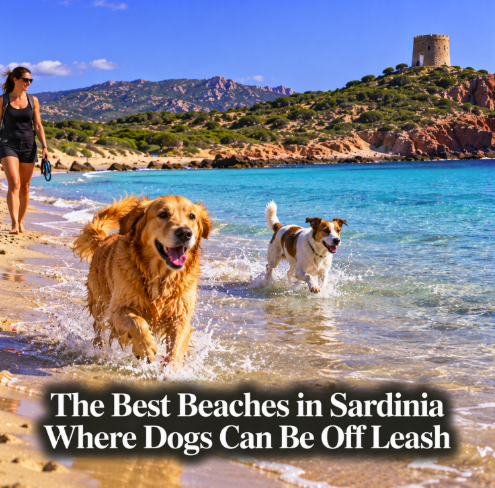 Dog-Friendly Beaches in Sardinia: Can Dogs Really Go Off Leash?