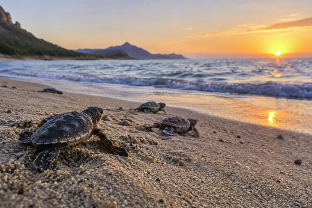 Loggerhead Turtles in Cardedu: New Hatchings and Baby Turtles Disoriented by Lights