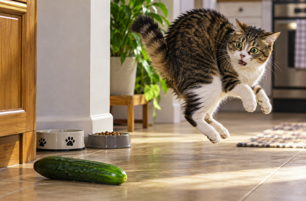 Why Are Cats Afraid of Cucumbers? The Viral Myth Explained